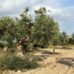 Esperto pota un ulivo durante la stagione appropriata, mostrando tecniche corrette e strumenti.