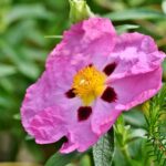 Pianta resistente al sole, facile da coltivare, simbolo di giardinaggio esperto e senza bisogno di cure.