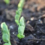 Piante rigogliose in un giardino, senza uso di concime, evidenziando la loro crescita sana.