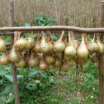 Cipolle fresche conservate in un contenitore ermetico per una lunga durata.