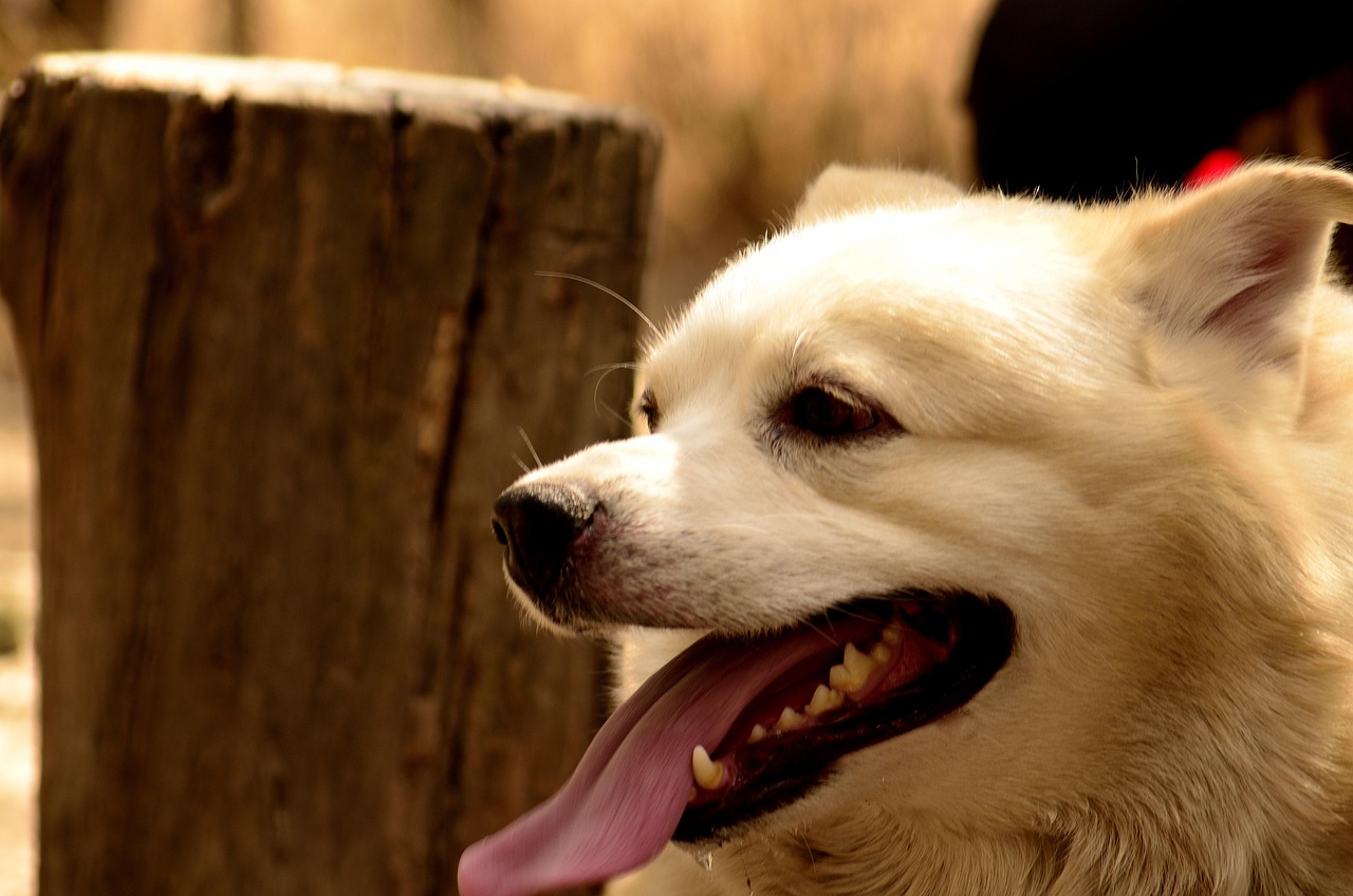 Cane felice che corre nel parco, simbolo della sua longevità e benessere.