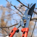 Alberi da potare in inverno, con attrezzi da giardinaggio e foglie cadute sul terreno.