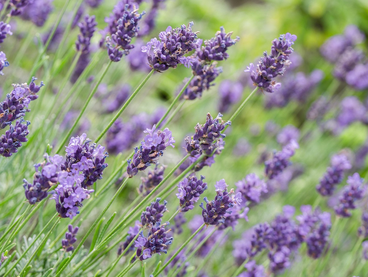 Ramo di lavanda fiorito con fiori viola, pronto per la potatura per una fioritura abbondante.