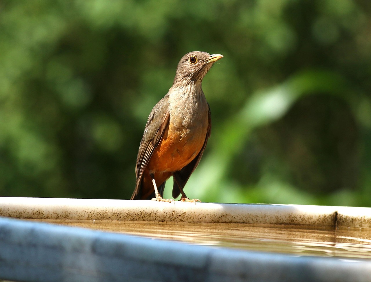 Pettirosso che si bagna in un sottovaso basso con acqua, immerso nella natura.