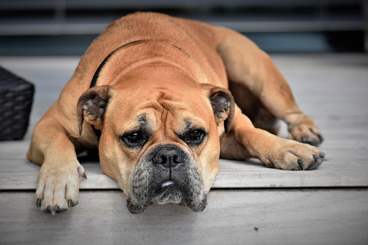 Cane felice in un parco, simbolo della salute e della vita lunga degli animali domestici.