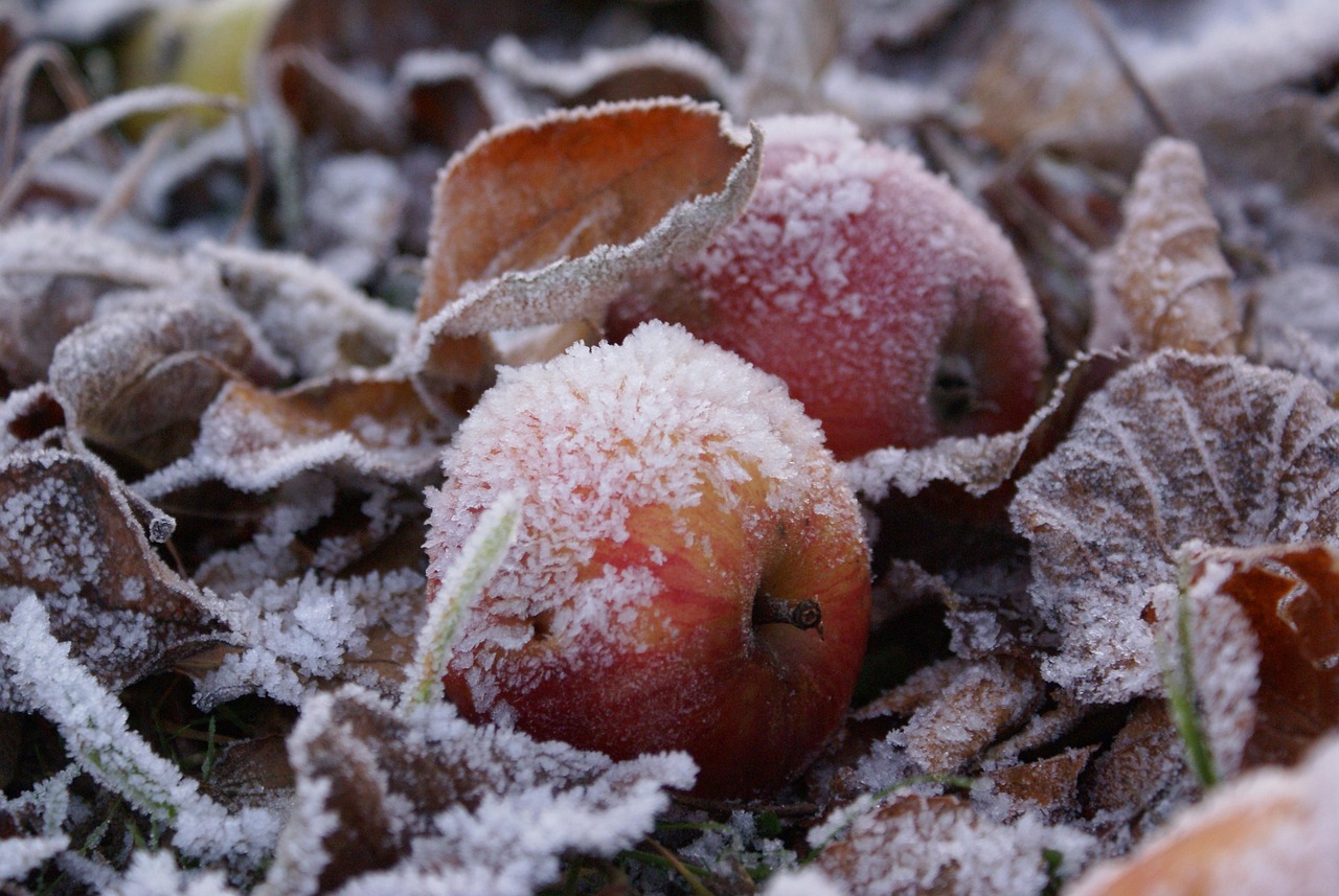 Mezza mela appesa per attrarre pettirossi in inverno, decorazione naturale nel giardino.