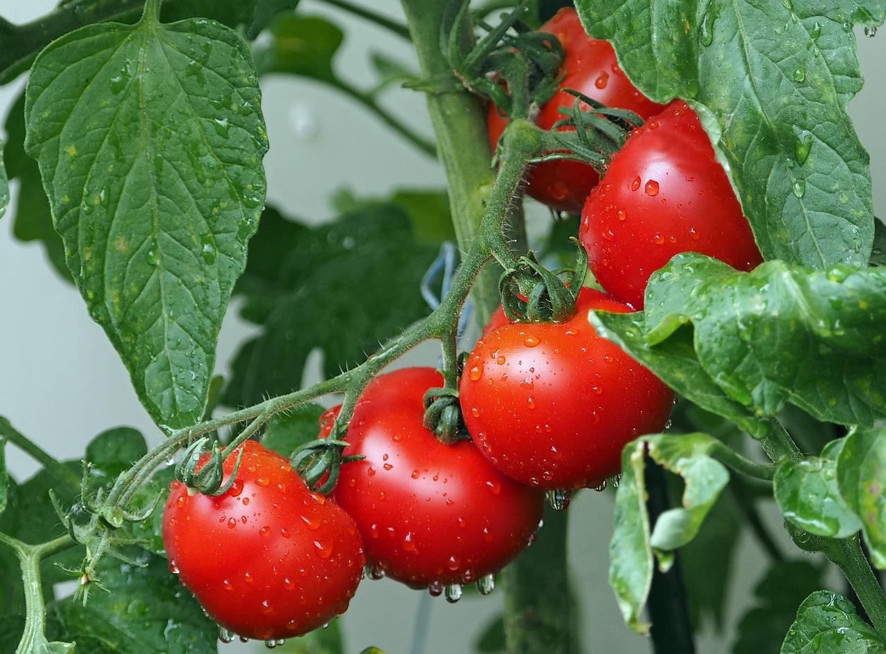 Pomodori sani e senza macchie con foglie verdi, pronti per la protezione antifungina.