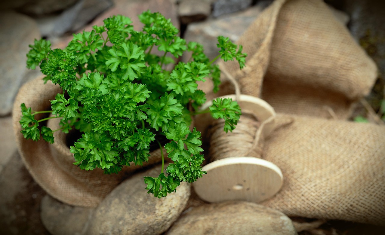 Prezzemolo fresco coltivato in vaso con terriccio fertile e nutrienti per una crescita sana.