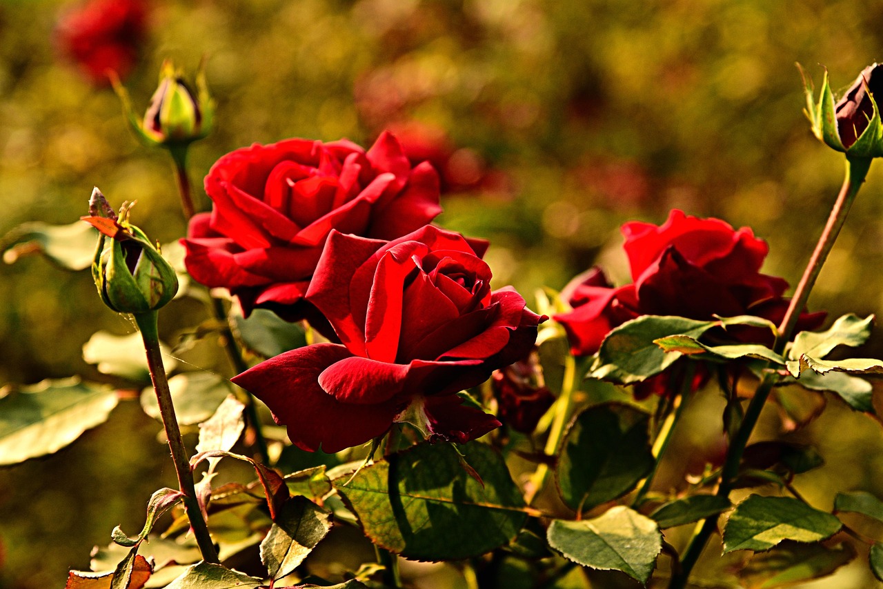 Confezione di concime naturale per rose, con fiori in evidenza sullo sfondo.